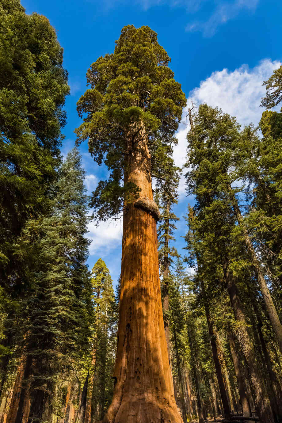 giant sequoia tree