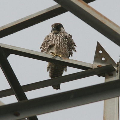 juvenile bird