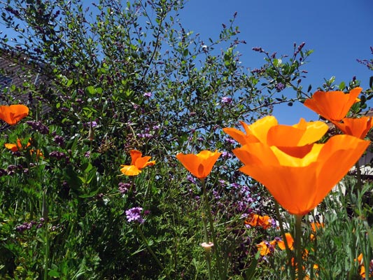 orange flowers