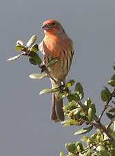 Campus photo bird on branch